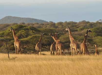 Tsavo East & West